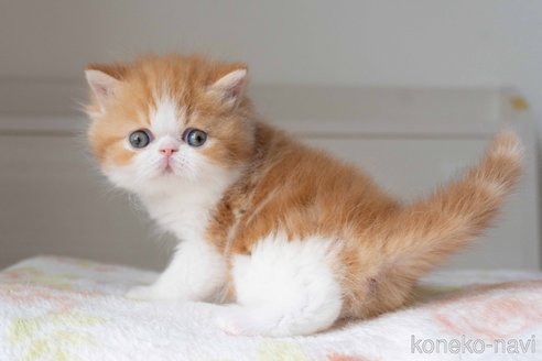販売中の東京都のエキゾチックショートヘア-118222の5枚目