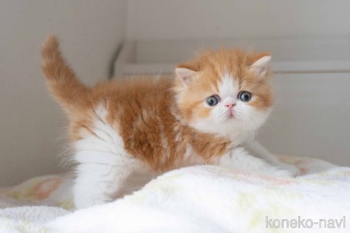 販売中の東京都のエキゾチックショートヘア-118222の4枚目