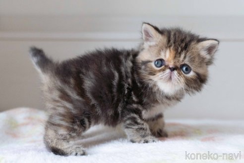 販売中の東京都のエキゾチックショートヘア-118224の3枚目