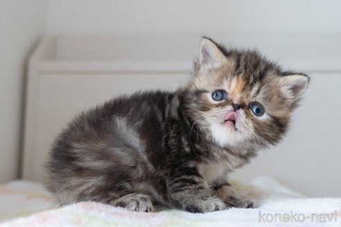 販売中の東京都のエキゾチックショートヘア-118224の2枚目