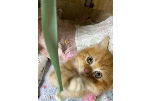 販売中の神奈川県のマンチカン-118219の9枚目