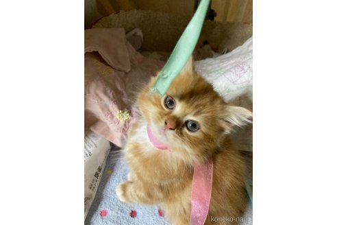 販売中の神奈川県のマンチカン-118219の10枚目