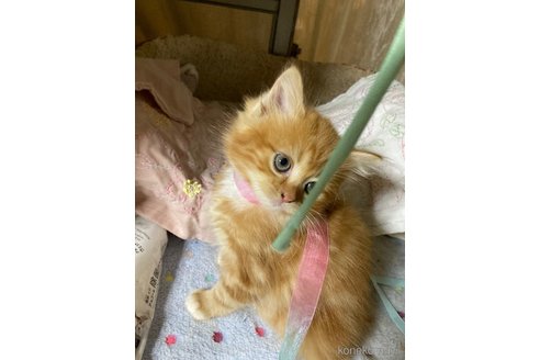 販売中の神奈川県のマンチカン-118219の11枚目
