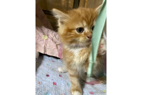 販売中の神奈川県のマンチカン-118219の12枚目