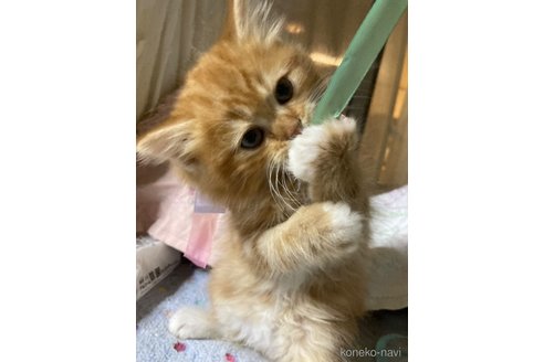 販売中の神奈川県のマンチカン-118219の3枚目