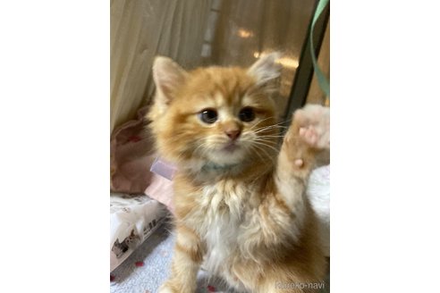 販売中の神奈川県のマンチカン-118219の4枚目