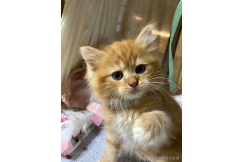 販売中の神奈川県のマンチカン-118219の5枚目