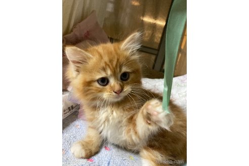 販売中の神奈川県のマンチカン-118219の6枚目