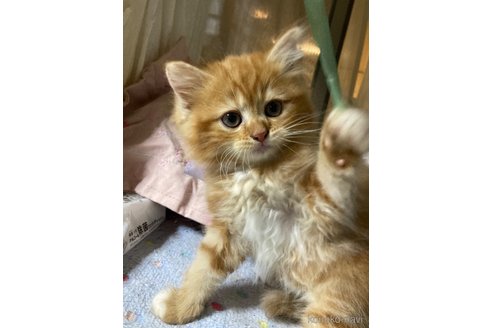 販売中の神奈川県のマンチカン-118219の7枚目