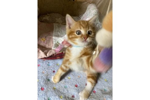 販売中の神奈川県のマンチカン-118218の9枚目