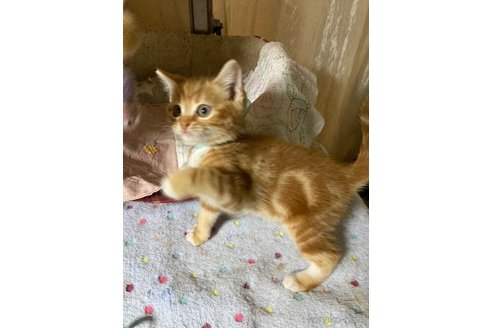 販売中の神奈川県のマンチカン-118218の2枚目
