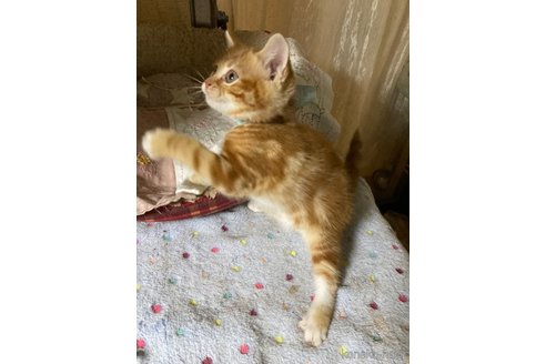 販売中の神奈川県のマンチカン-118218の3枚目