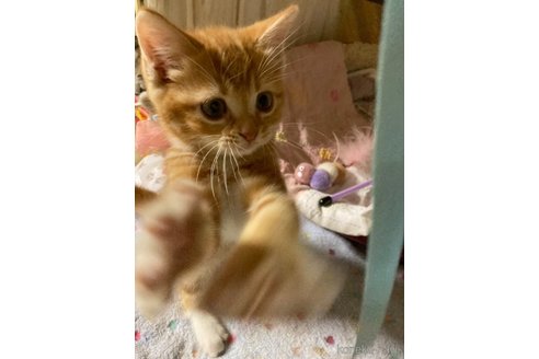 販売中の神奈川県のマンチカン-118218の4枚目