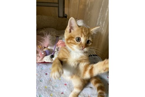 販売中の神奈川県のマンチカン-118218の7枚目