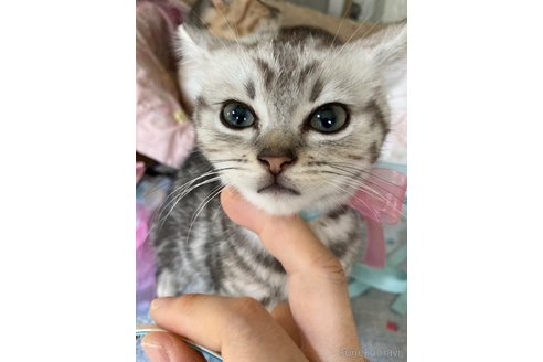 販売中の神奈川県のマンチカン-117296の4枚目