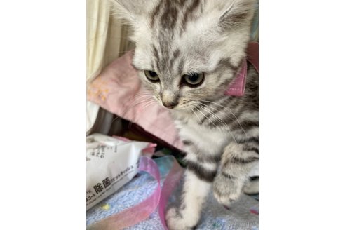 販売中の神奈川県のマンチカン-117296の2枚目
