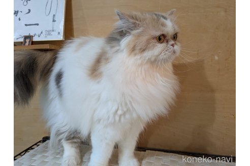 販売中の大阪府のミヌエット-90465の10枚目