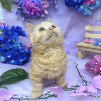 販売中の東京都のマンチカン-116660の7枚目
