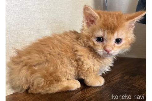 販売中の福岡県のラムキン-116840