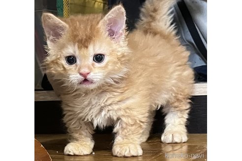 販売中の福岡県のラムキン-116840の2枚目