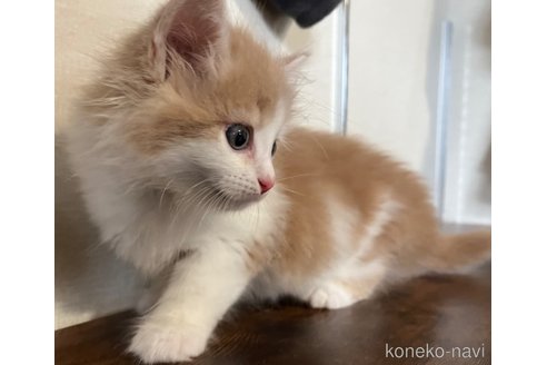 販売中の福岡県のミックス-116837の4枚目