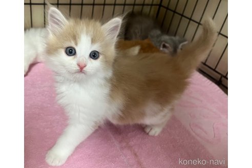 販売中の福岡県のミックス-116837の5枚目