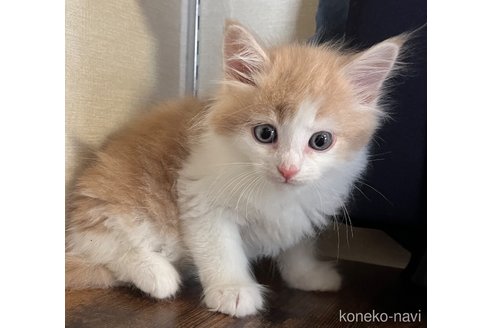 販売中の福岡県のミックス-116837の2枚目
