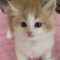 オンライン見学