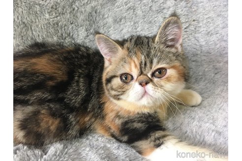 販売中の神奈川県のエキゾチックショートヘア-113826の3枚目