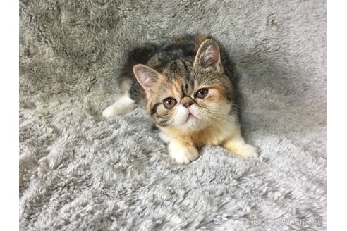 販売中の神奈川県のエキゾチックショートヘア-113826の2枚目
