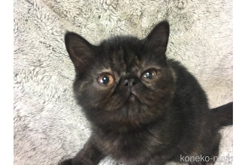 販売中の神奈川県のエキゾチックショートヘア-113827の8枚目