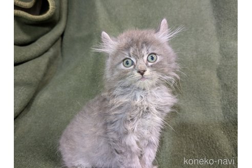 販売中の三重県のミックス-118760の2枚目