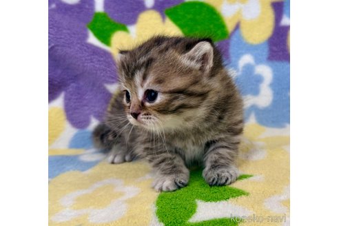 販売中の神奈川県のマンチカン-118762の4枚目