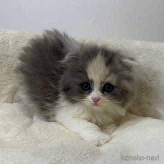 販売中の埼玉県のスコティッシュフォールド(折れ耳)-117546の1枚目