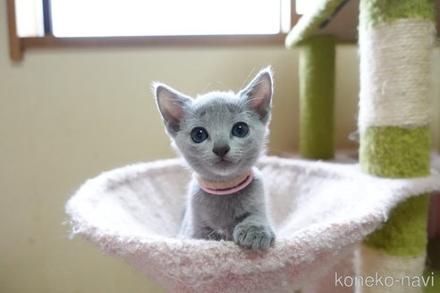 成約済の埼玉県のロシアンブルー-116720の3枚目