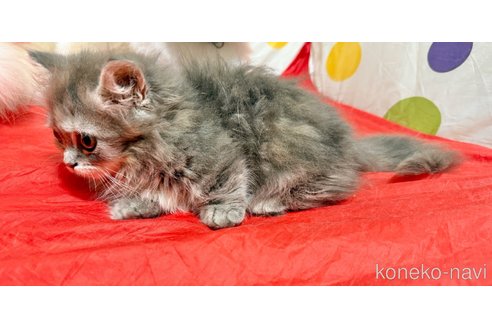 販売中の栃木県のミヌエット(短足)-118767の2枚目