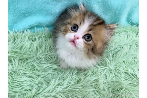 成約済の大阪府のスコティッシュフォールド-117014の1枚目