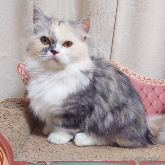 キャンディちゃん1枚目