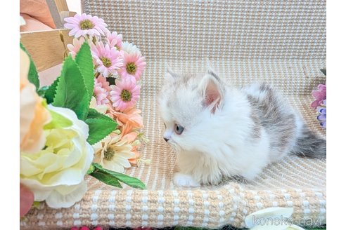 成約済の岩手県のミヌエット(短足)-118780の2枚目