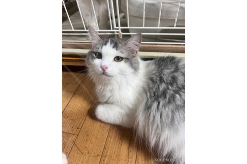販売中の大阪府のマンチカン-115839の3枚目