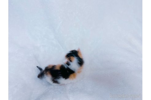 商談中の鹿児島県のミックス-117222の7枚目