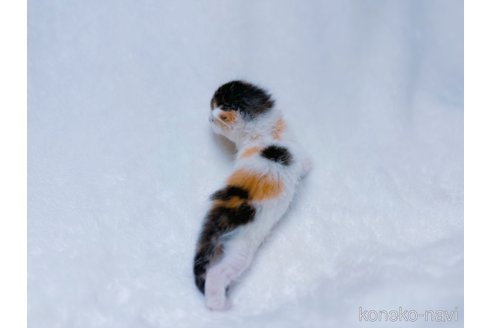 販売中の鹿児島県のミックス-117223の2枚目