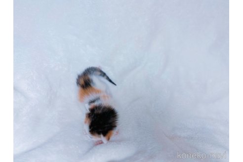 販売中の鹿児島県のミックス-117223の9枚目