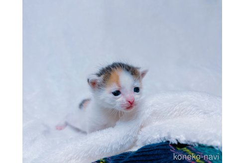 販売中の鹿児島県のミックス-117223の4枚目
