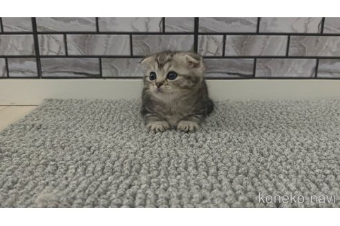 販売中の福岡県のマンチカン(短足)-118792の5枚目