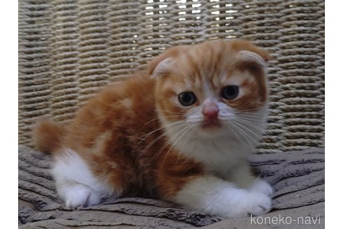 成約済の愛知県のスコティッシュフォールド-118225の4枚目