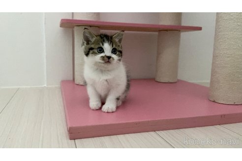 販売中の福岡県のマンチカン-118793の2枚目