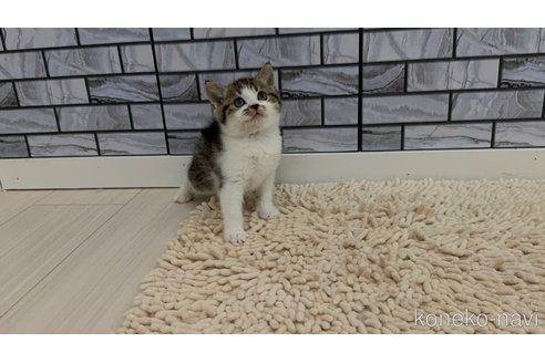 販売中の福岡県のマンチカン-118793の3枚目