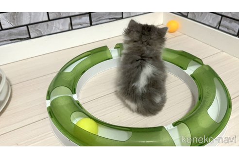販売中の福岡県のマンチカン(短足)-118794の2枚目