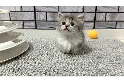 販売中の福岡県のマンチカン(短足)-118794の4枚目